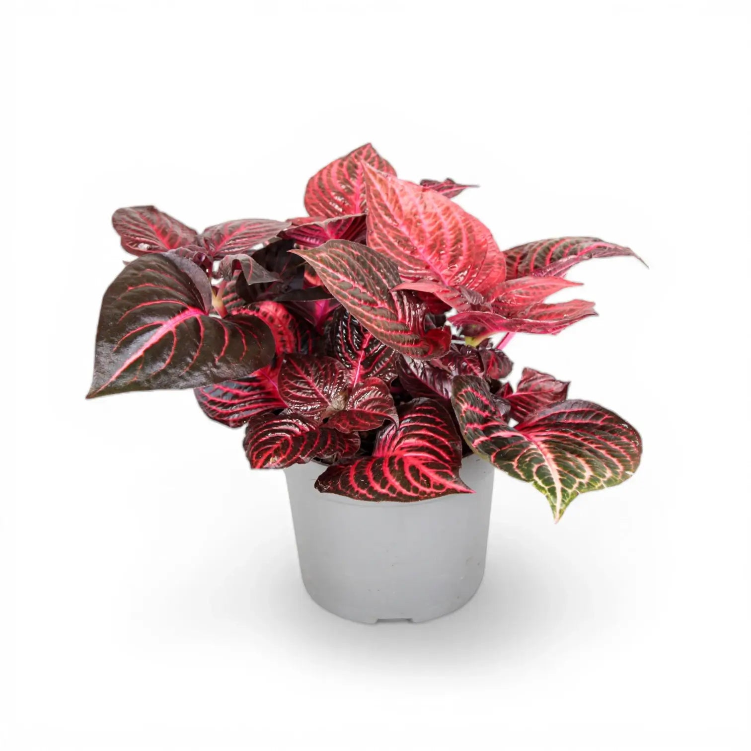 Iresine diffusa f. herbstii 'Rich Redstar' ('Bloodleaf') – Topfpflanze im Kulturtopf vor weißem Hintergrund, Produktfoto 2.