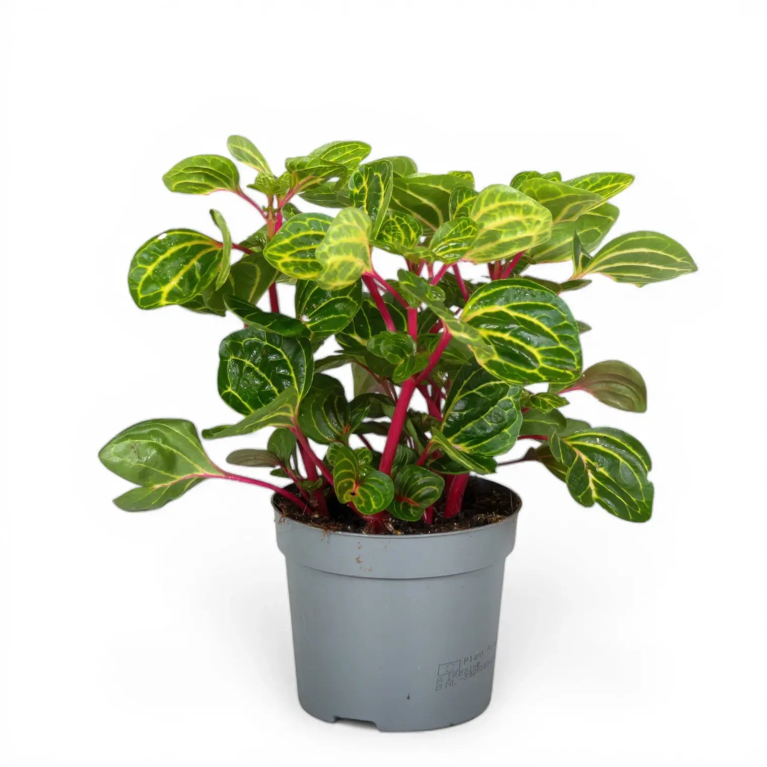 Goeppertia (Calathea) rufibarba 'Wavestar' potted houseplant in nursery pot on white background, product photo 1.