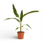 Musa × paradisiaca 'Ae Ae' potted houseplant in nursery pot on white background, product photo 2.