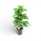 Monstera adansonii 'Monkey leaf' potted houseplant in nursery pot on white background, product photo 4.