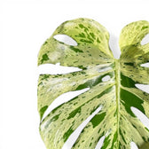 Monstera deliciosa 'Bulbasaur'