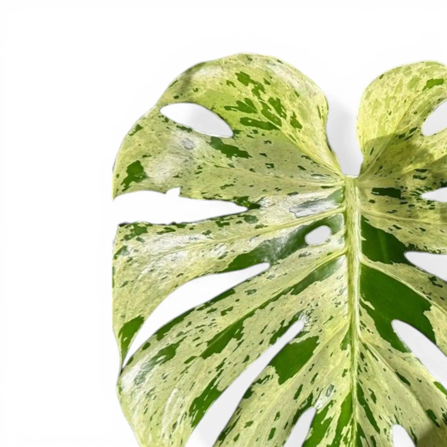 Monstera deliciosa 'Bulbasaur'