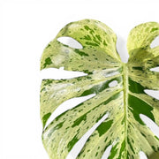 Monstera deliciosa 'Bulbasaur'