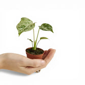 Monstera deliciosa 'Bulbasaur'