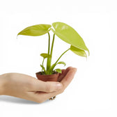 Monstera deliciosa 'Golden' ('Lemon Lime')