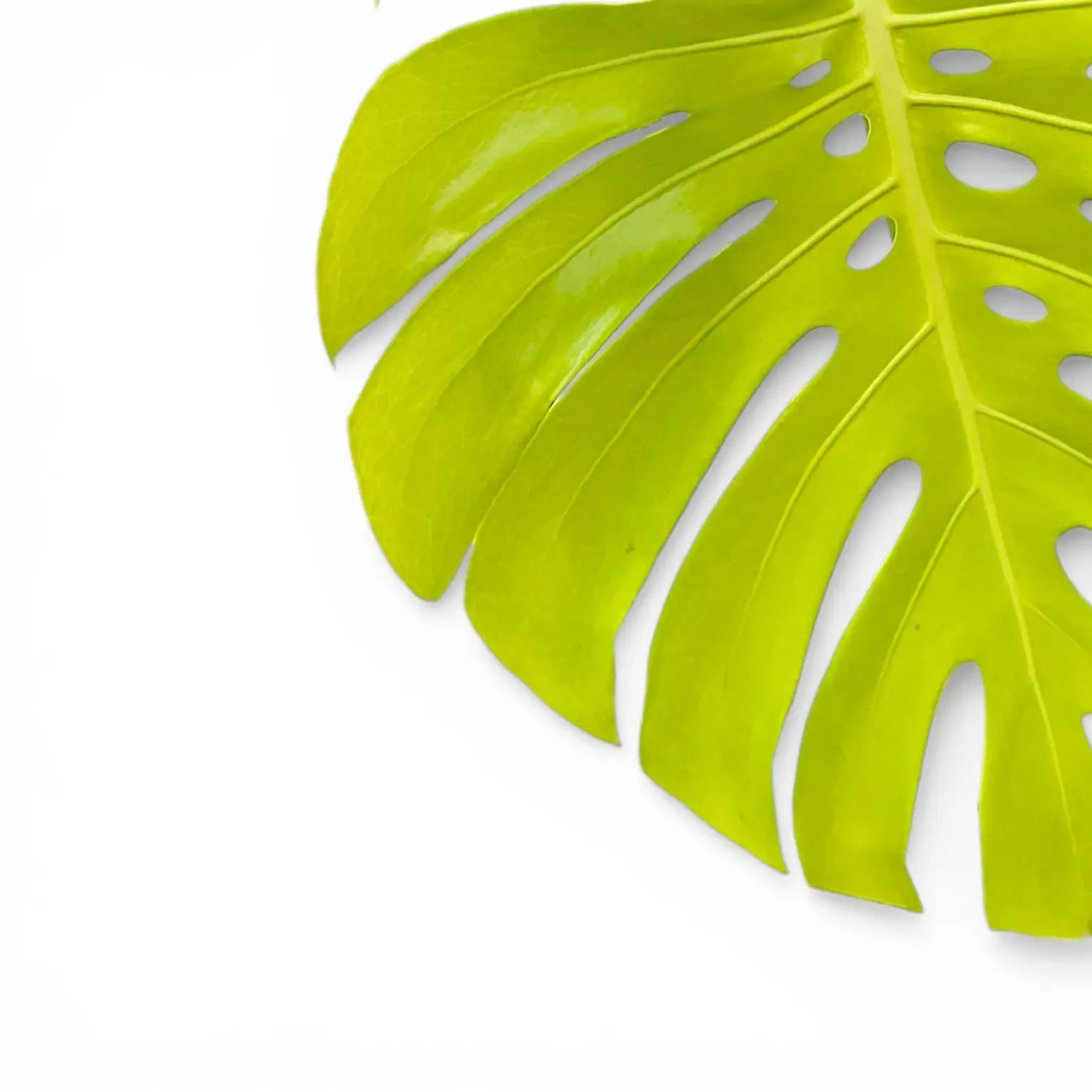 Monstera deliciosa 'Golden' ('Lemon Lime')