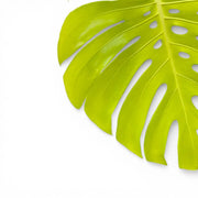 Monstera deliciosa 'Golden' ('Lemon Lime')