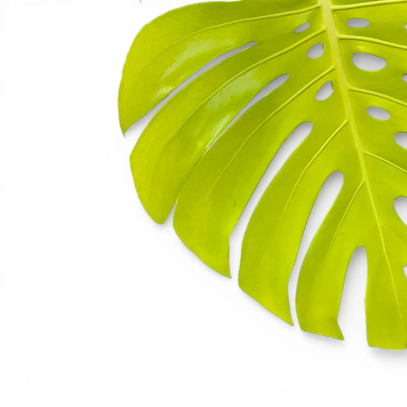 Monstera deliciosa 'Golden' ('Lemon Lime')