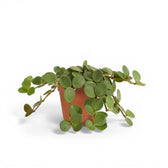 Peperomia 'Hope' – Zimmerpflanze im Kulturtopf auf weißem Hintergrund, Produktfoto 2.