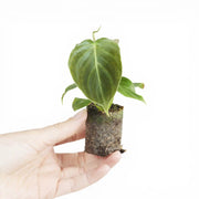 Philodendron 'Splendid' (verrucosum x melanochrysum)