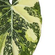 Philodendron gloriosum variegata