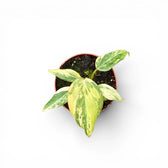 Philodendron gloriosum variegata