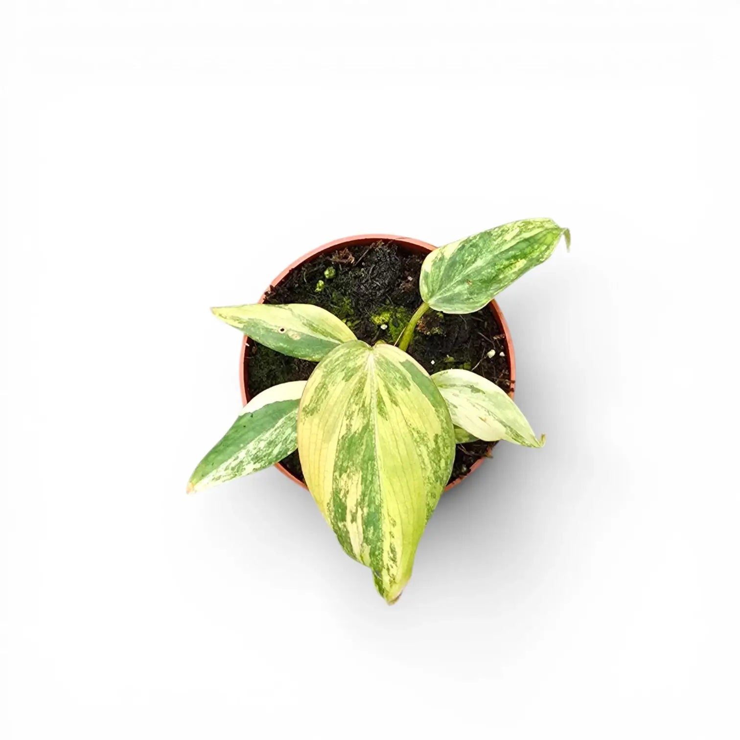 Philodendron gloriosum variegata