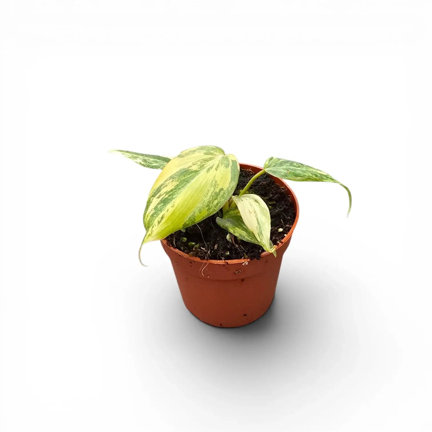 Philodendron gloriosum variegata