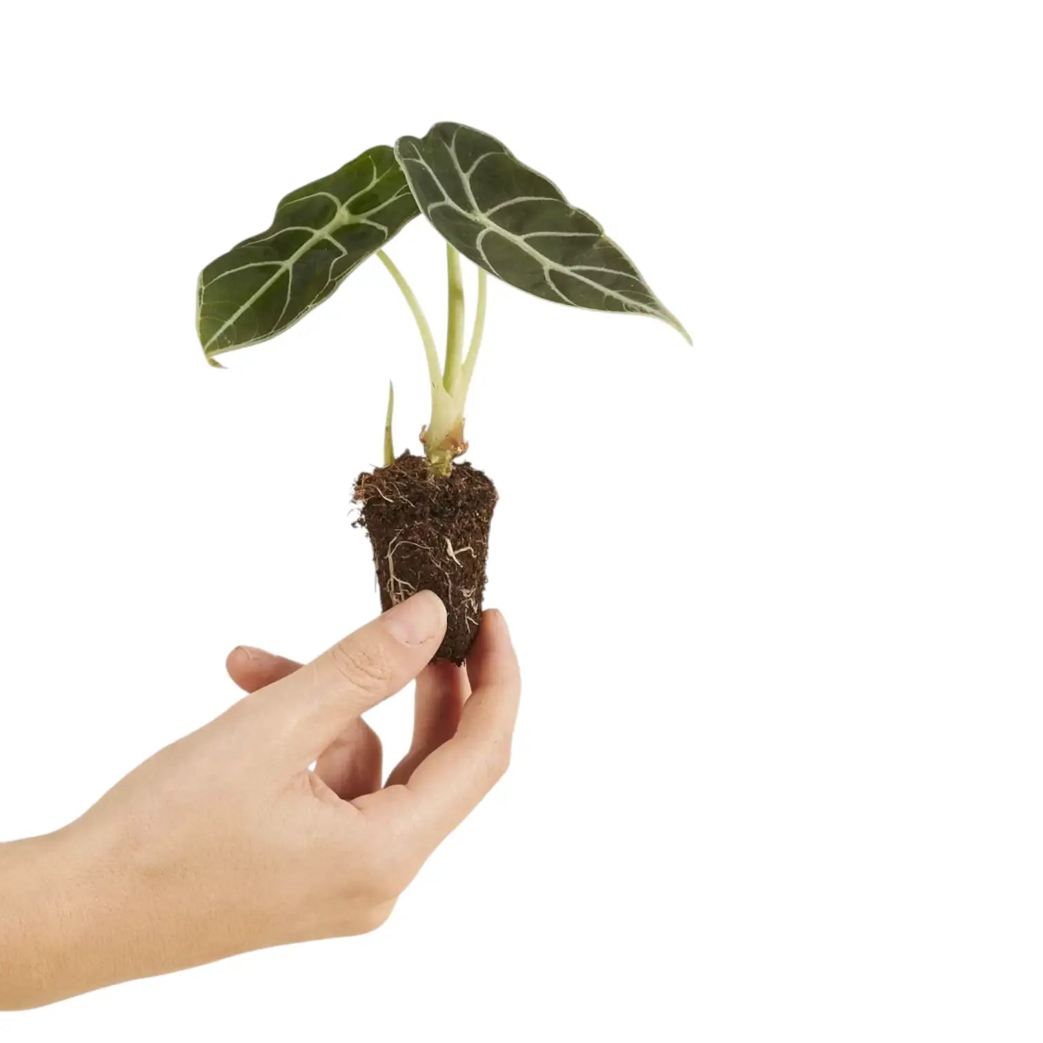 Alocasia longiloba 'Watsoniana'