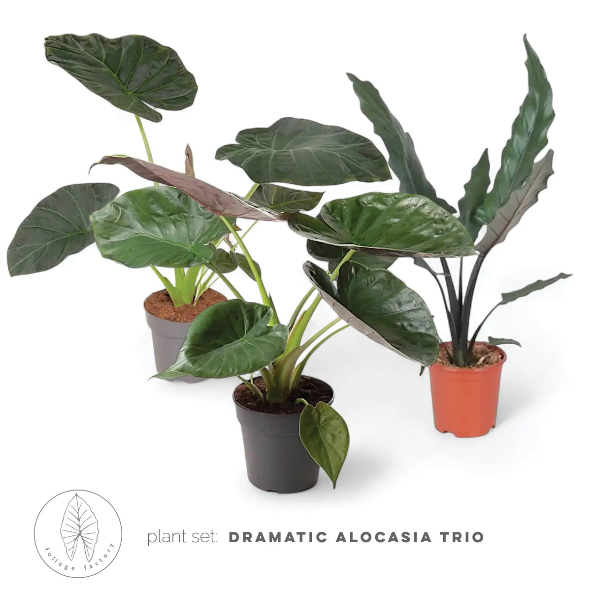 plant Set: The Dramatic Alocasia Trio leaf close-up on white background.