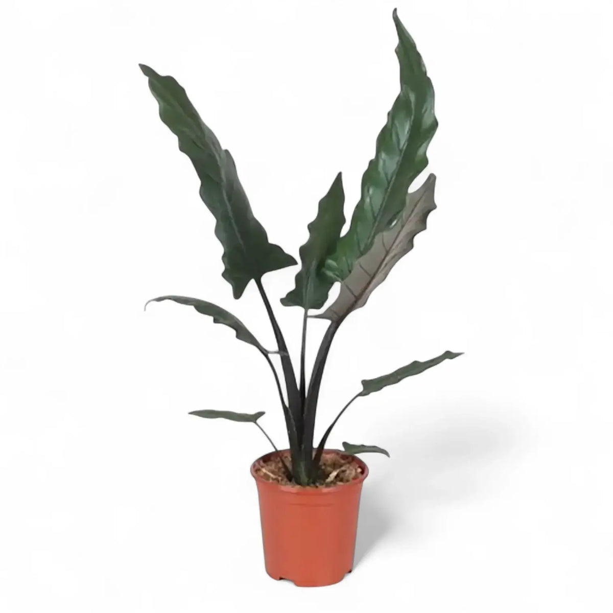 plant Set: The Dramatic Alocasia Trio potted houseplant in nursery pot on white background, product photo 3.