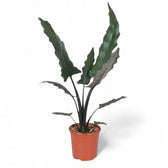 plant Set: The Dramatic Alocasia Trio potted houseplant in nursery pot on white background, product photo 3.