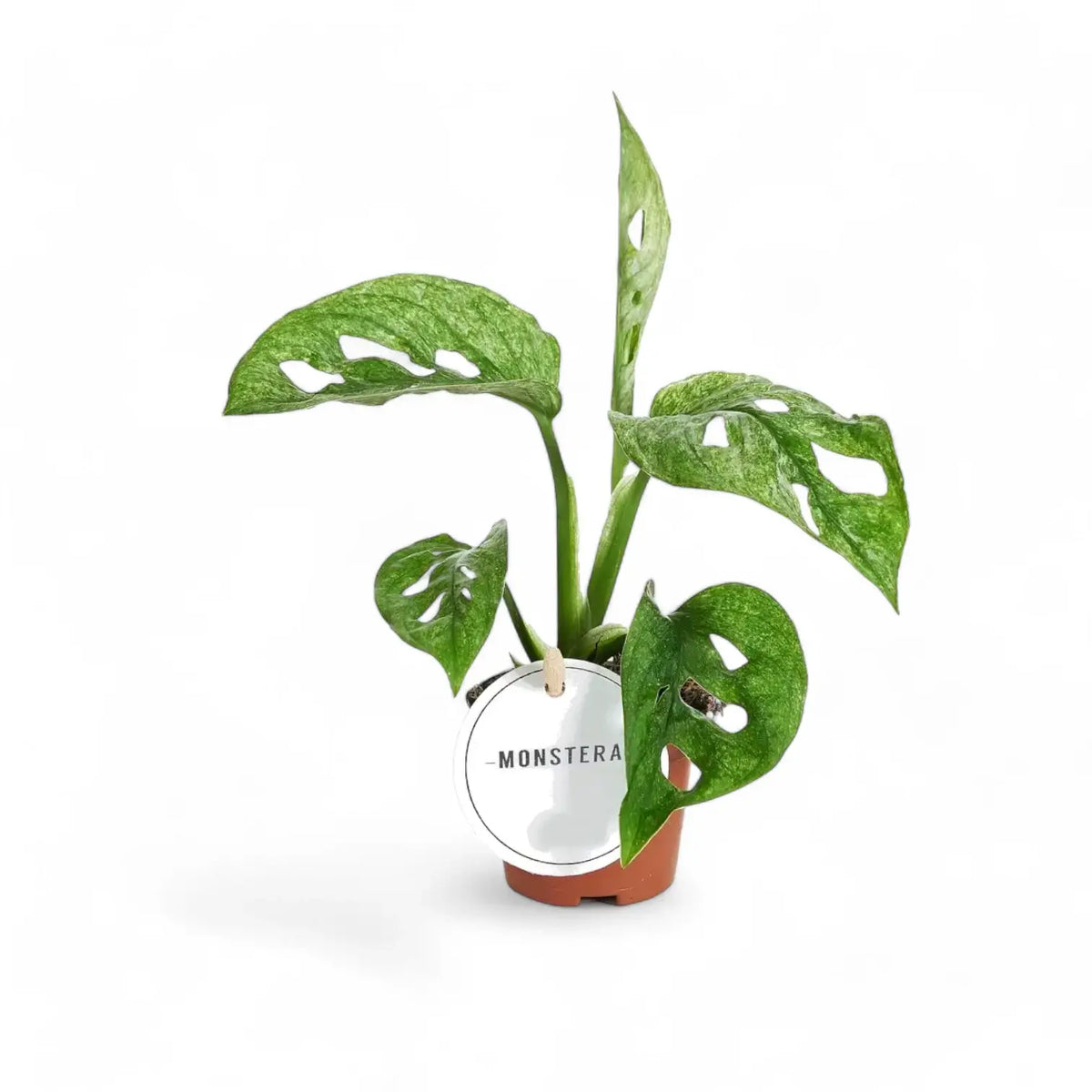 Pflanzenset: Adansonii Babies – Topfpflanze im Kulturtopf vor weißem Hintergrund, Produktfoto 4.