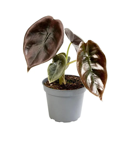plant set: Alocasia Kindergarten on white background, product photo 3.