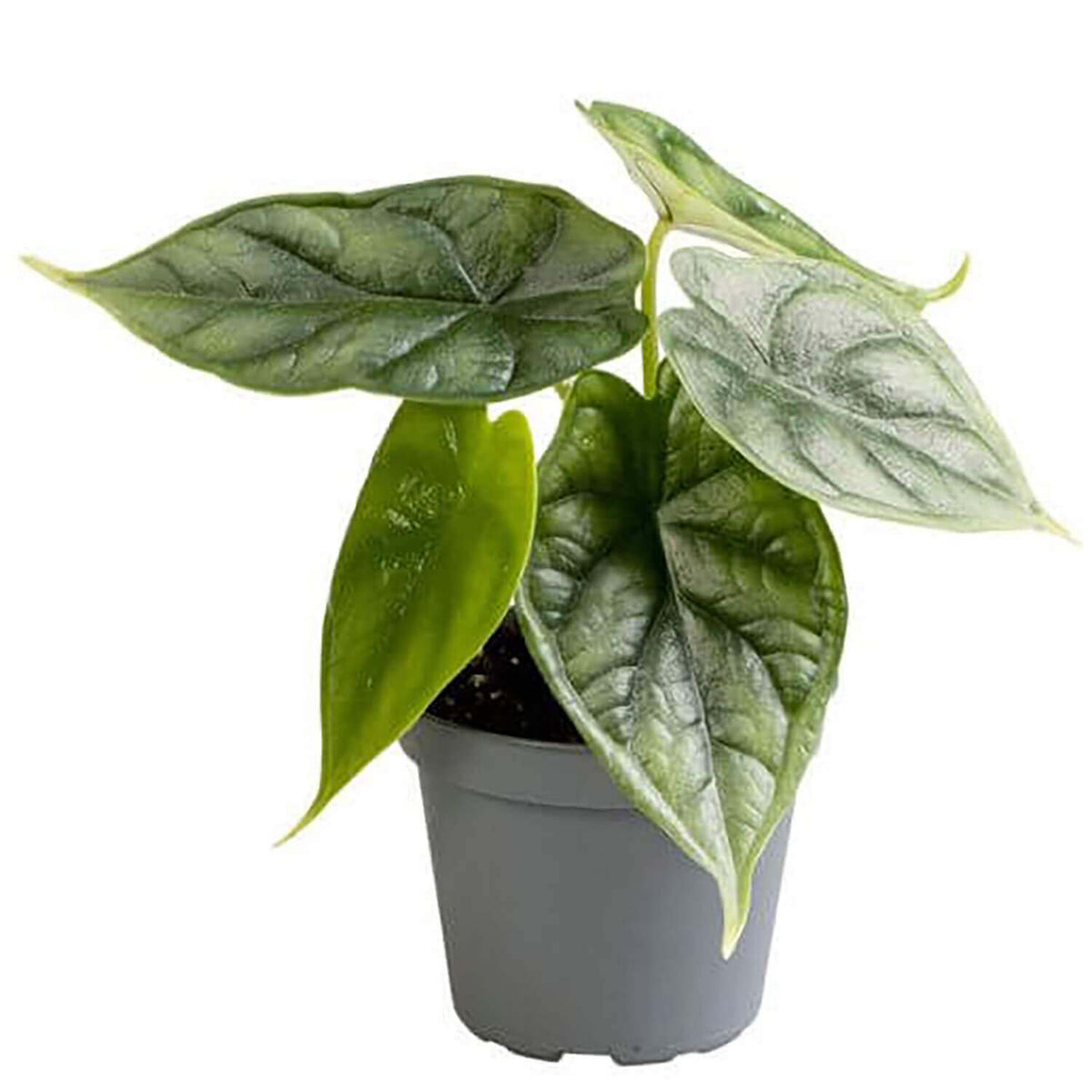 plant set: Alocasia Kindergarten on white background, product photo 4.