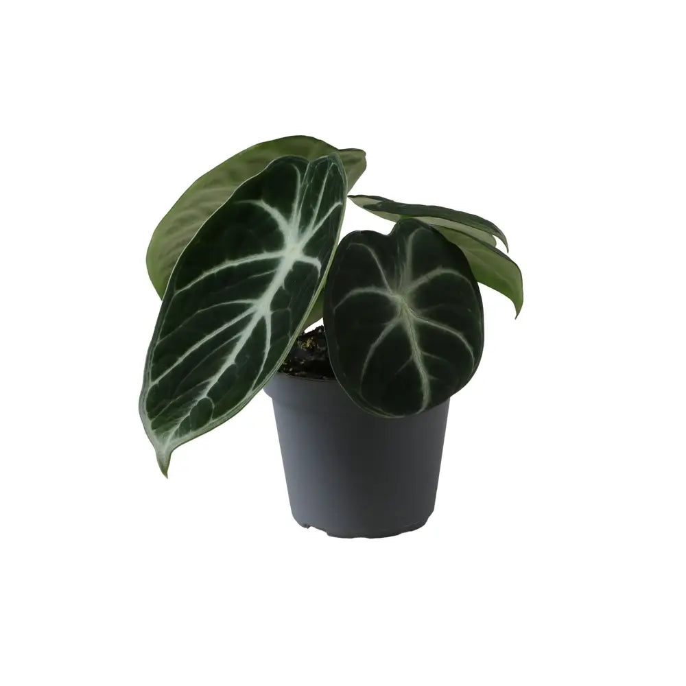 plant set: Alocasia Kindergarten on white background, product photo 6.