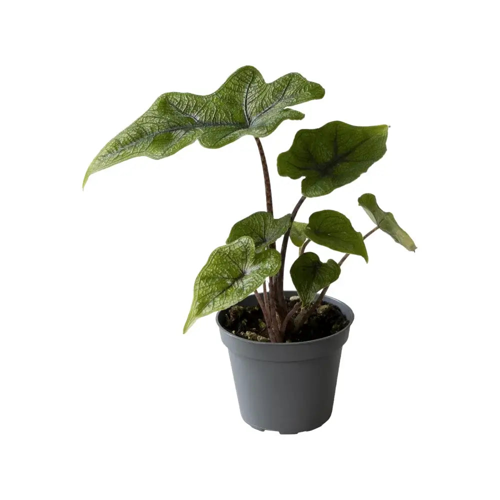 plant set: Alocasia Kindergarten on white background, product photo 7.