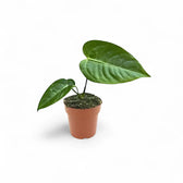 Pflanzenset : Anthurium Kindergarten Zimmerpflanze im Anzuchttopf vor weißem Hintergrund, Produktfoto 6.