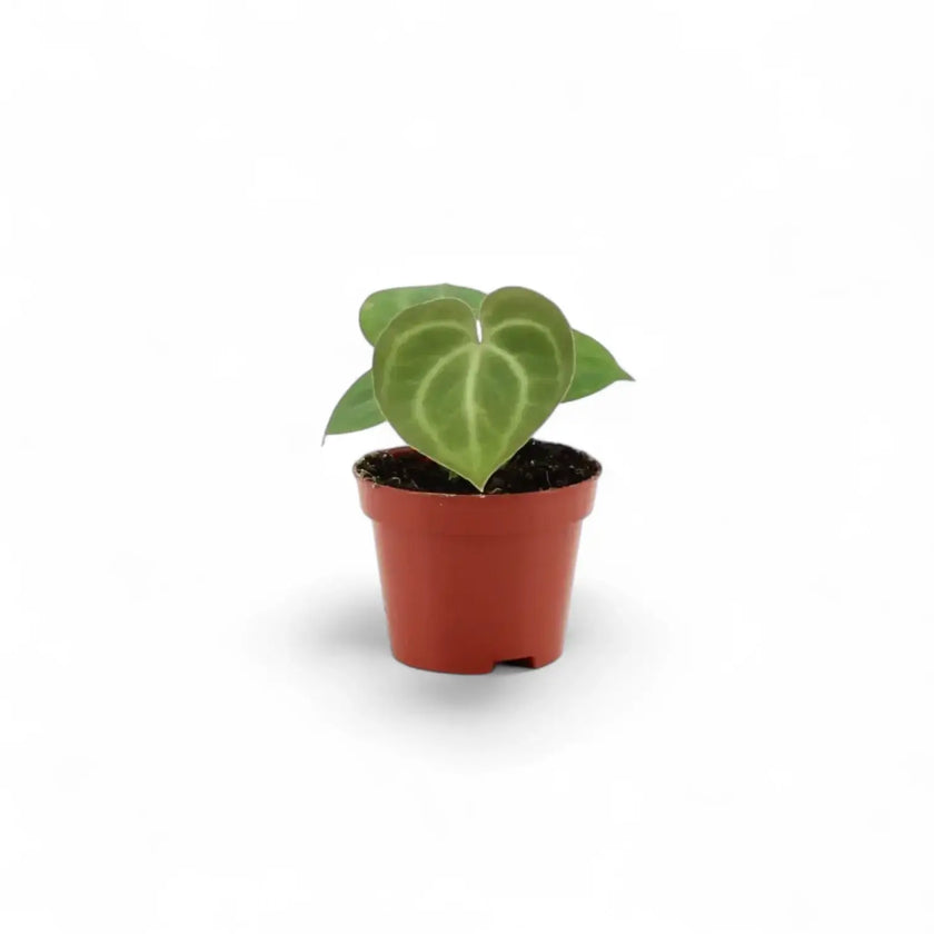 plant set: Anthurium Kindergarten potted houseplant in nursery pot on white background, product photo 7.