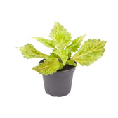 plant set: Crazy Coleus Babies on white background, product photo 2.