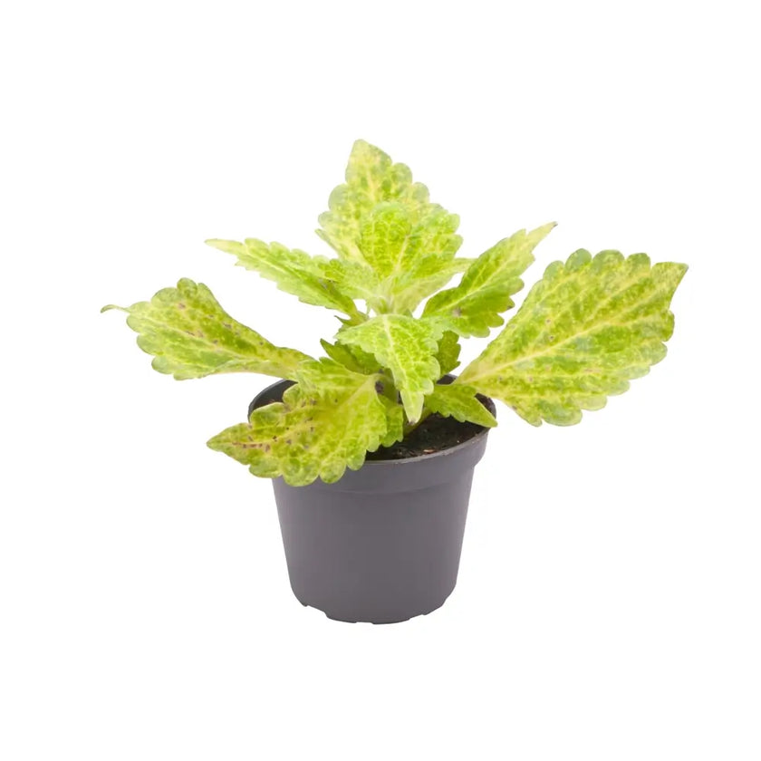 plant set: Crazy Coleus Babies on white background, product photo 2.