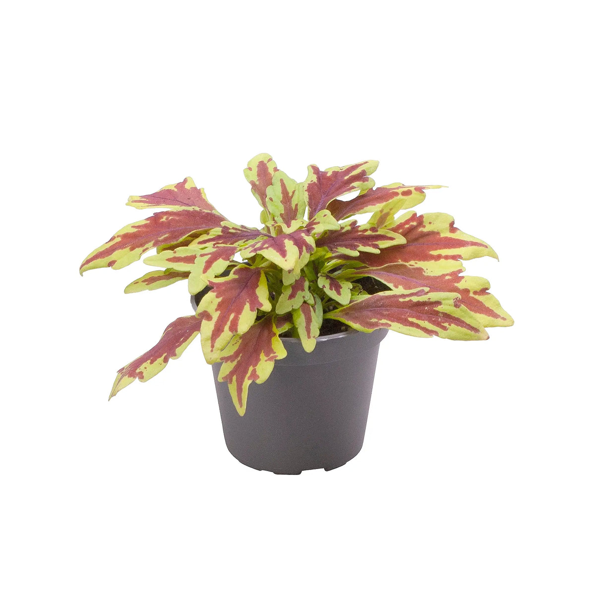 plant set: Crazy Coleus Babies on white background, product photo 3.