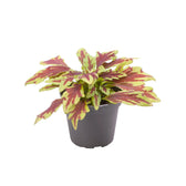 plant set: Crazy Coleus Babies on white background, product photo 3.