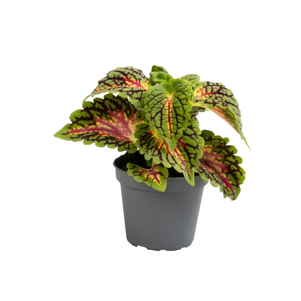 plant set: Crazy Coleus Babies on white background, product photo 4.