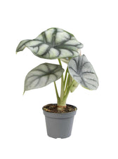 plant set: Dragon Babies potted houseplant in nursery pot on white background, product photo 3.