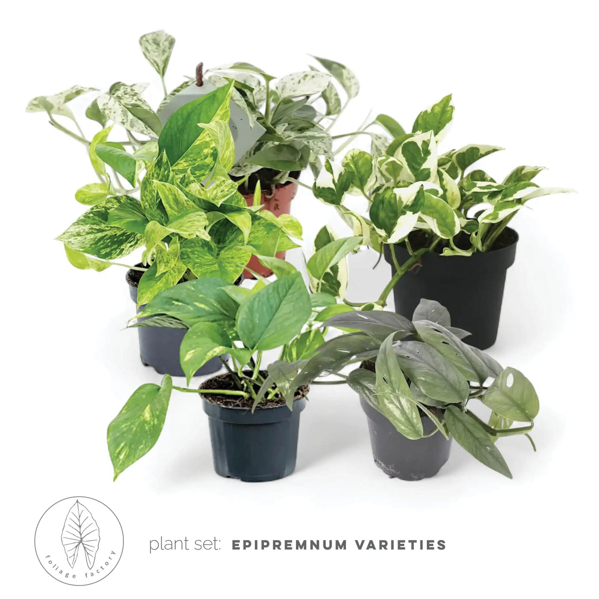 Pflanzenset : Epipremnum Varieties – Blattdetail vor weißem Hintergrund..