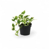 Pflanzenset : Epipremnum Varieties Zimmerpflanze im Anzuchttopf vor weißem Hintergrund, Produktfoto 3.