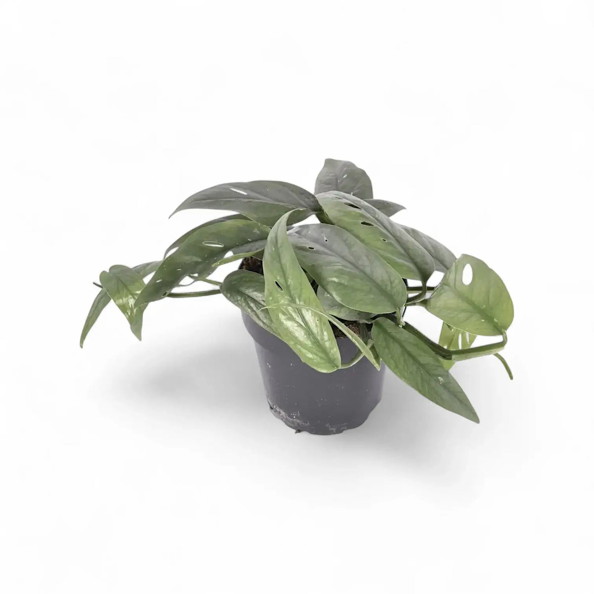 Pflanzenset : Epipremnum Varieties Zimmerpflanze im Anzuchttopf vor weißem Hintergrund, Produktfoto 4.