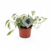 Pflanzenset : Epipremnum Varieties Zimmerpflanze im Anzuchttopf vor weißem Hintergrund, Produktfoto 5.