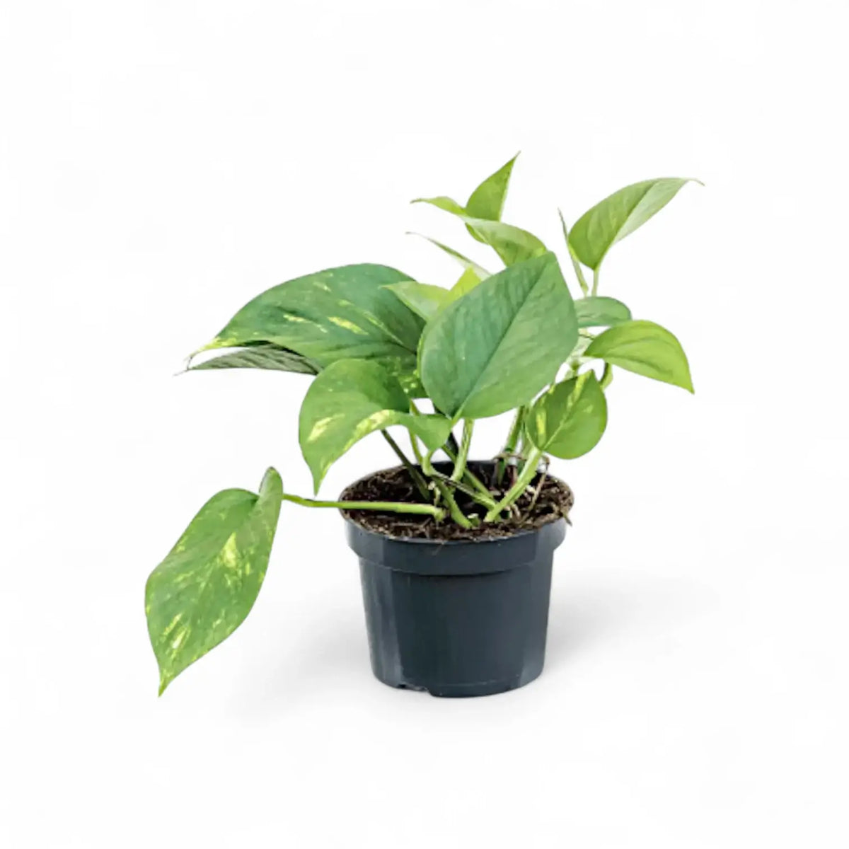 Pflanzenset : Epipremnum Varieties Zimmerpflanze im Anzuchttopf vor weißem Hintergrund, Produktfoto 6.