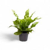 Pflanzenset : Farn Kindergarten Zimmerpflanze im Anzuchttopf vor weißem Hintergrund, Produktfoto 3.