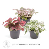 Pflanzenset : Hypoestes Kindergarten – Blattdetail vor weißem Hintergrund..