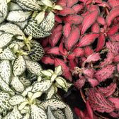 Pflanzenset : Hypoestes Kindergarten Zimmerpflanze im Anzuchttopf vor weißem Hintergrund, Produktfoto 2.