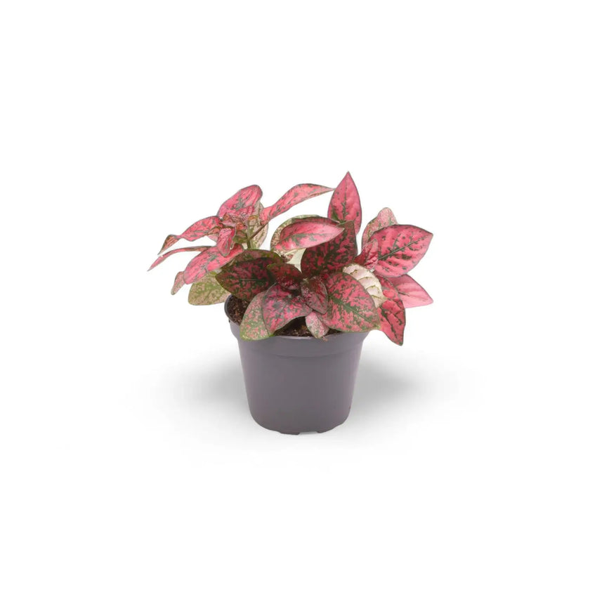 plant set: Hypoestes Kindergarten potted houseplant in nursery pot on white background, product photo 3.
