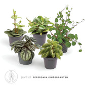 plant set: Peperomia Kindergarten leaf close-up on white background.