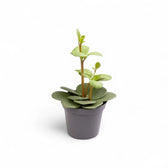 plant set: Peperomia Kindergarten potted houseplant in nursery pot on white background, product photo 2.