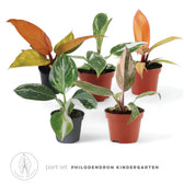 plant set: Philo Kindergarten main product photo on white background.