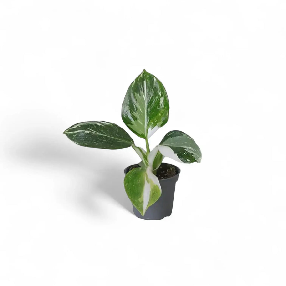 plant set: Philo Kindergarten on white background, product photo 2.