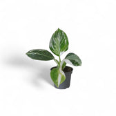 plant set: Philo Kindergarten on white background, product photo 2.