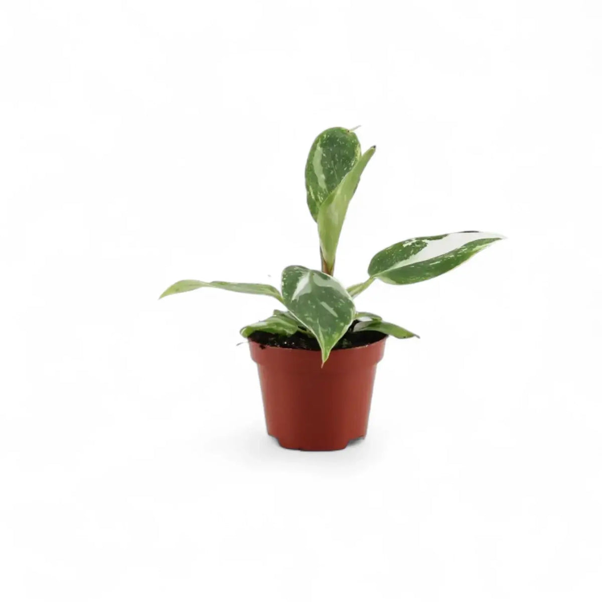 plant set: Philo Kindergarten on white background, product photo 4.